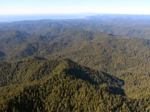 Jackson State Demonstration Redwood Forest, California